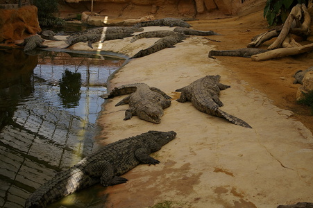 Ferme aux crocodiles