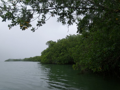 Visite de la mangrove à partir de Sainte-Rose