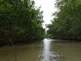 Visite de la mangrove à partir de Sainte-Rose
