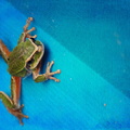 boureznet_frog.jpg