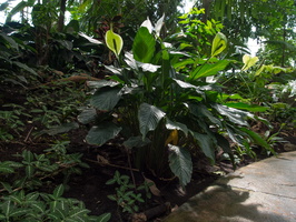 Serre Amazonienne : spathiphyllum
