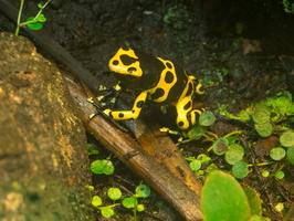 Dendrobate jaune et noire