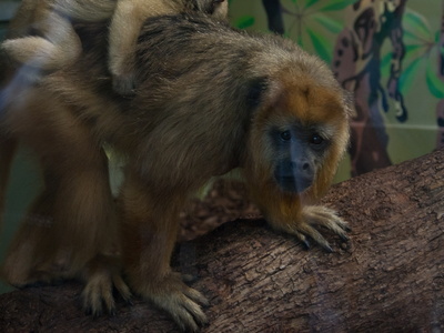 Zoo de Montpellier