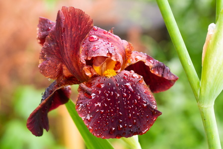 Iris chocolat dans le jardin