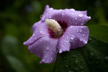 Fleur d'althéa (hibiscus)