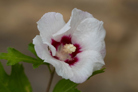 Fleur d'althéa (hibiscus)
