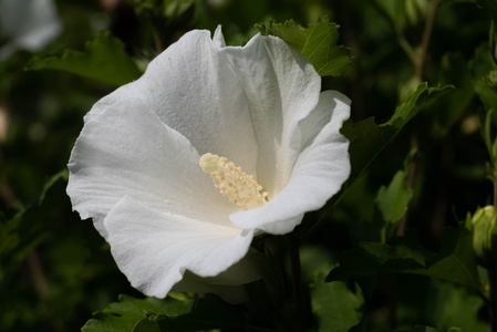 Fleur d'althéa totalement blanche