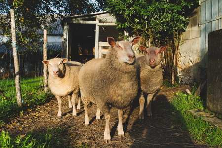 Les trois moutons